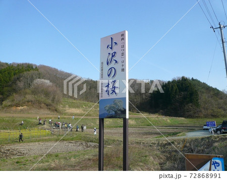 小沢の桜　　（福島県田村市） 72868991