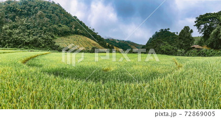 Rice Terraces in Doi inthanon national park in chiang Mai province, Thailand Rice Terraces in Doi inthanon national park in chiang Mai province, Thailand 72869005