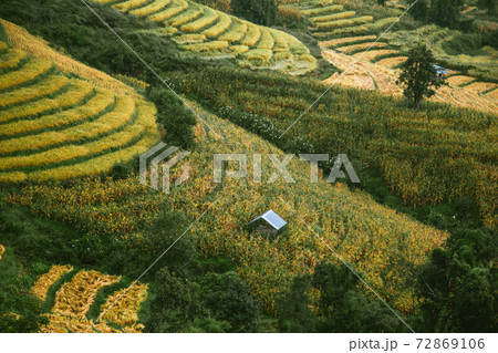 Landscape of Rice terraces on mountain at Ban Pa Pong Piang, Doi inThanon, Chiang Mai, Thailand 72869106