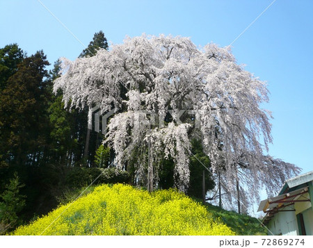 合戦場のしだれ桜 (福島県二本松市) 合戦場のしだれ桜 (福島県二本松市) 72869274