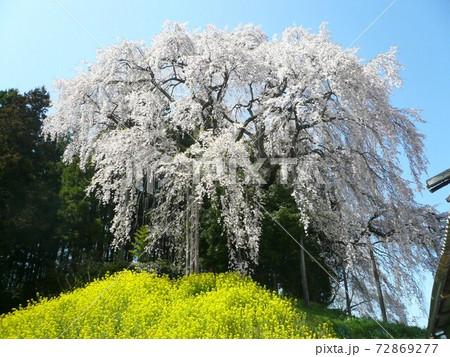合戦場のしだれ桜　　（福島県二本松市） 72869277