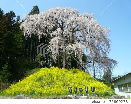 合戦場のしだれ桜  (福島県二本松市) 合戦場のしだれ桜  (福島県二本松市) 72869278
