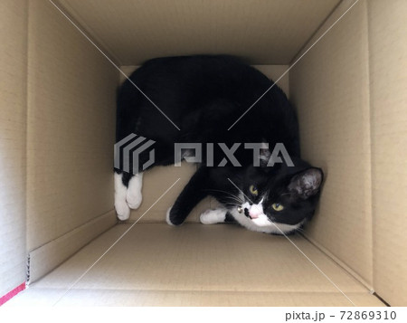 猫 猫 72869310