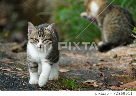 モコモコの可愛いキジトラ白の野良猫子猫兄弟が母親に見守られ真顔でじゃれ合う 72869911