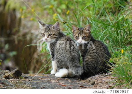 モコモコの可愛いキジトラ白の野良猫子猫兄弟が母親に見守られ真顔でじゃれ合う モコモコの可愛いキジトラ白の野良猫子猫兄弟が母親に見守られ真顔でじゃれ合う 72869917