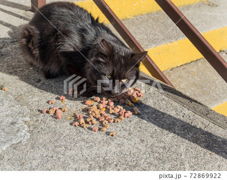 Black fluffy cat eats food from the ground Black fluffy cat eats food from the ground 72869922
