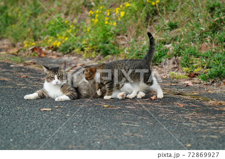 モコモコの可愛いキジトラ白の野良猫子猫兄弟が母親に見守られ真顔でじゃれ合う モコモコの可愛いキジトラ白の野良猫子猫兄弟が母親に見守られ真顔でじゃれ合う 72869927