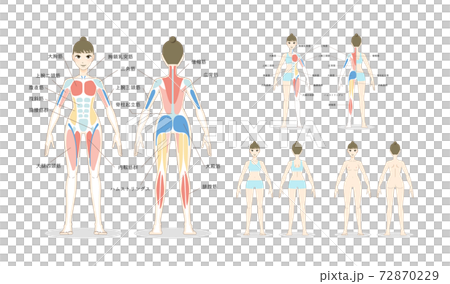 女性の全身のベクターイラストセット　筋肉の説明付 72870229