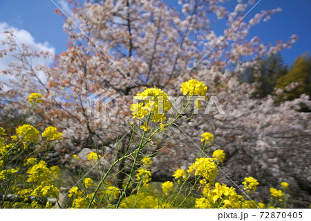 速水郡(日出町) 魚見桜 速水郡(日出町) 魚見桜 72870405