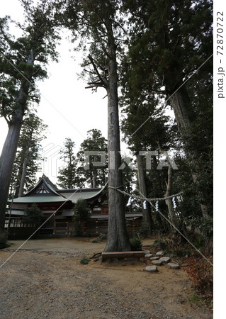 山倉神社の巨木　杉の御神木 72870722