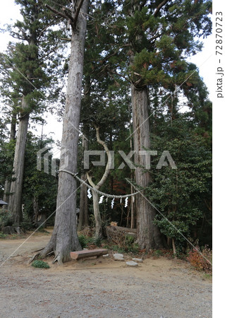 山倉神社の巨木　杉の御神木 72870723