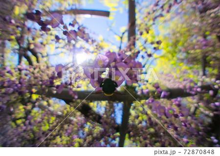 大分市　西寒田神社 72870848