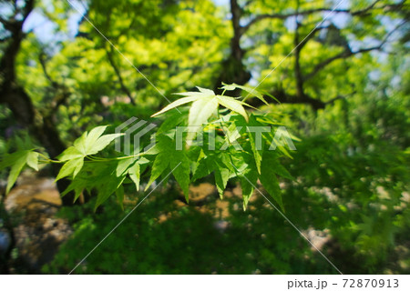 大分市 西寒田神社 大分市 西寒田神社 72870913