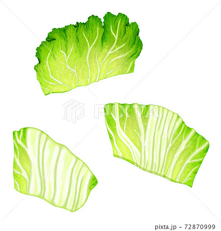 野菜4 3 白菜 イラスト 鍋 弁当 料理画像にも使えます 組合せシリーズのイラスト素材