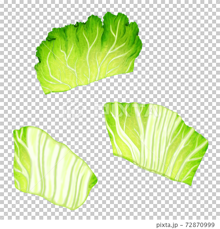 野菜4 3 白菜 イラスト 鍋 弁当 料理画像にも使えます 組合せシリーズのイラスト素材
