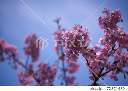 津久見市　四浦半島　河津桜 72871480