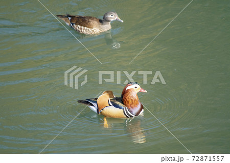 水鳥ツガイ 水鳥ツガイ