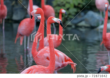 ピンク色の綺麗な鳥 フラミンゴ 東山動植物園 愛知県名古屋市 の写真素材