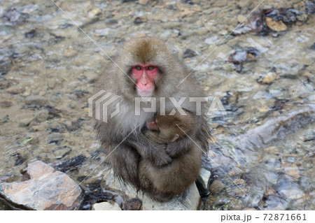 SnowMonkey 72871661