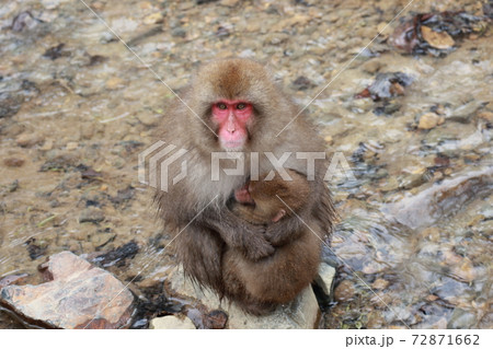 SnowMonkey 72871662