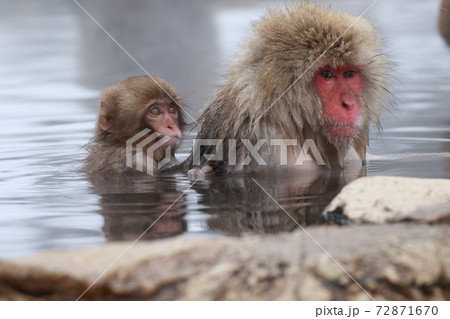 SnowMonkey SnowMonkey 72871670