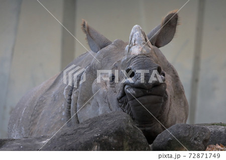 見つめるサイ（インドサイ　東山動植物園　愛知県名古屋市） 72871749