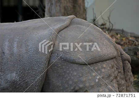 サイの背中とお尻(インドサイ 東山動植物園 愛知県名古屋市) サイの背中とお尻(インドサイ 東山動植物園 愛知県名古屋市) 72871751
