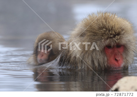 SnowMonkey SnowMonkey 72871772