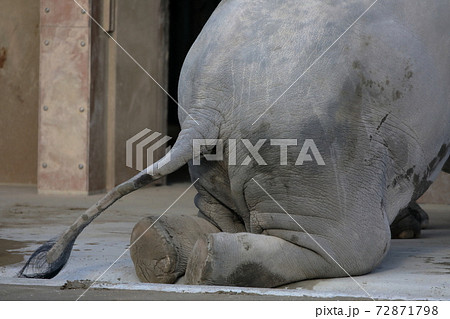 ひざまつく像（ゾウ　東山動植物園　愛知県名古屋市） 72871798