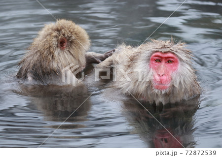 SnowMonkey SnowMonkey 72872539