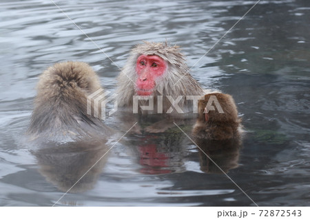 SnowMonkey SnowMonkey 72872543