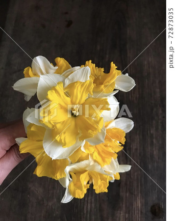 フリルの水仙の花束の写真素材