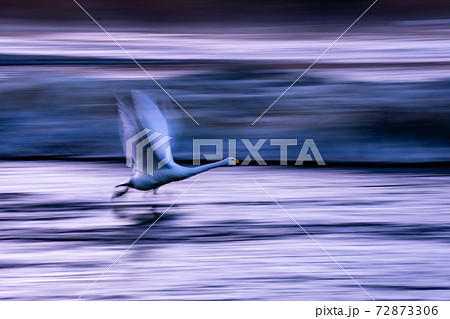 白鳥　流し撮り　飛翔 72873306