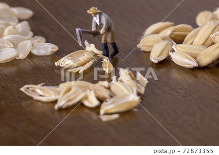 米の籾すりをする農夫 米の籾すりをする農夫 72873355