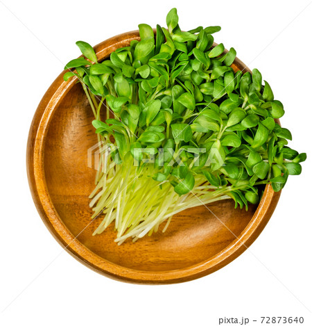 Fenugreek microgreens in a wooden bowl. Ready to eat green sprouts and shoots of Trigonella foenum-graecum. Used as herb, vegetable and in traditional medicine. Close-up, from above, macro food photo. 72873640