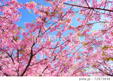 快晴の空と満開の河津桜(河津桜まつり) 快晴の空と満開の河津桜(河津桜まつり) 72873648