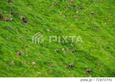 Puffins showing in the green hillside nesting zone 72873741