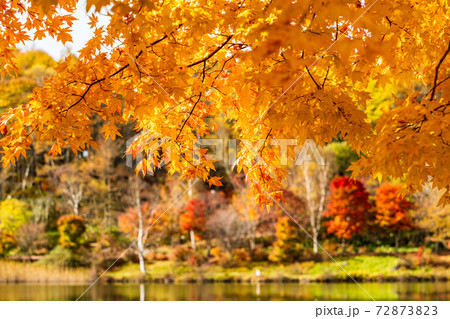(長野県)蓼科・女神湖 湖畔の紅葉 早朝 (長野県)蓼科・女神湖 湖畔の紅葉 早朝 72873823