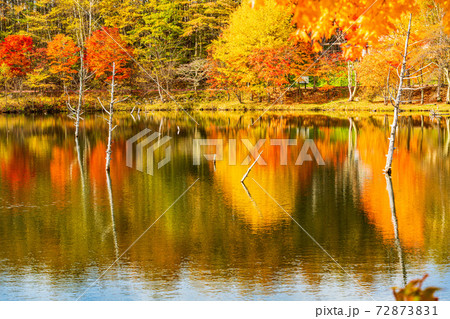 （長野県）蓼科・女神湖　湖畔の紅葉　早朝 72873831