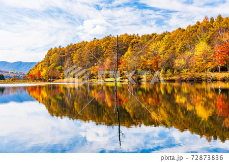 (長野県)蓼科・女神湖 湖畔の紅葉 早朝 (長野県)蓼科・女神湖 湖畔の紅葉 早朝 72873836