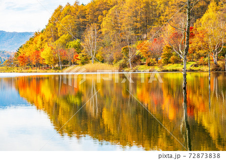 (長野県)蓼科・女神湖 湖畔の紅葉 早朝 (長野県)蓼科・女神湖 湖畔の紅葉 早朝 72873838