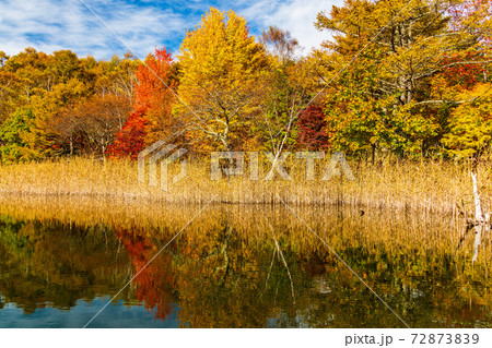 （長野県）蓼科・女神湖　湖畔の紅葉　早朝 72873839