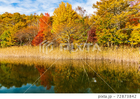 （長野県）蓼科・女神湖　湖畔の紅葉　早朝 72873842