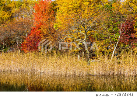 （長野県）蓼科・女神湖　湖畔の紅葉　早朝 72873843