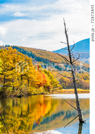 （長野県）蓼科・女神湖　湖畔の紅葉　早朝 72873845