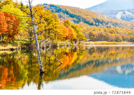 （長野県）蓼科・女神湖　湖畔の紅葉　早朝 72873849