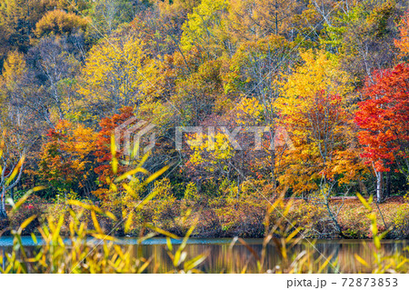 （長野県）蓼科・女神湖　湖畔の紅葉　早朝 72873853