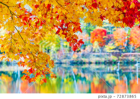 (長野県)蓼科・女神湖 湖畔の紅葉 早朝 (長野県)蓼科・女神湖 湖畔の紅葉 早朝 72873865
