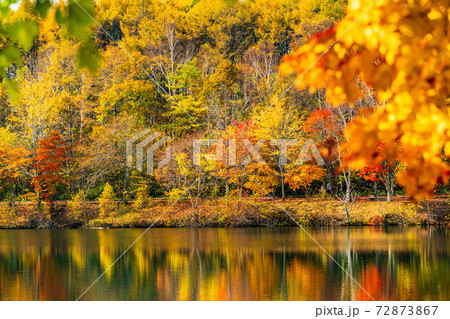 （長野県）蓼科・女神湖　湖畔の紅葉　早朝 72873867
