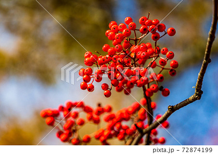 ナナカマドの実の写真素材